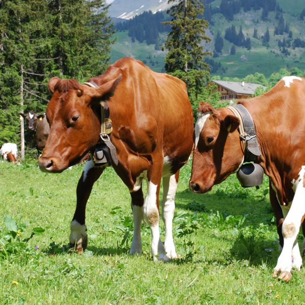 Landwirtschaft Blümlisalp